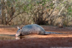 Nine-banded Armadillo