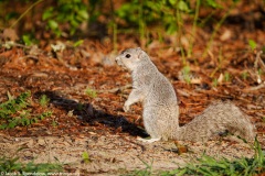 Eastern Fox Squirrel