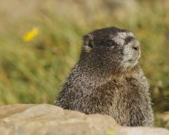 Yellow-bellied Marmot