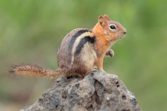 Golden-mantled Ground Squirrel