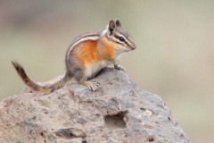 Yellow-Pine Chipmunk