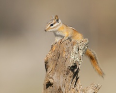 Least Chipmunk