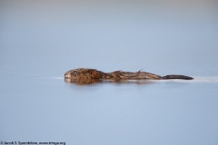 Common Muskrat