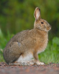 Snowshoe Hare