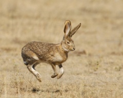 Black-tailed Jackrabbit