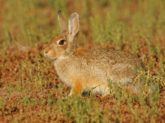 Desert Cottontail