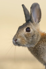 Desert Cottontail