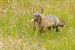 Red Fox (Cross Phase)