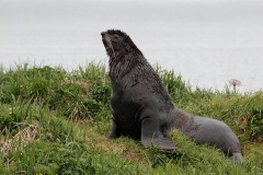 Northern Fur Seal