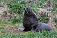 Northern Fur Seal