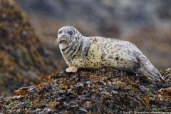 Harbor Seal