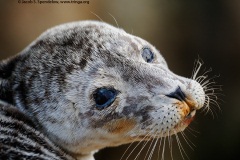 Harbor Seal