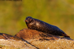 Harbor Seal