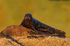 Harbor Seal