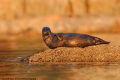 Harbor Seal