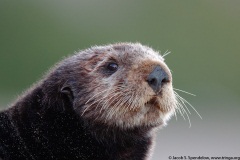 Sea Otter