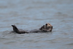 Sea Otter