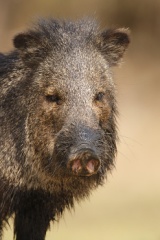 Javelina (Collared Peccary)