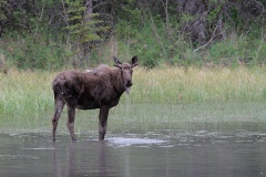 Moose