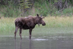 Moose