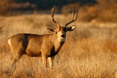 Mule Deer