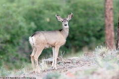 Mule Deer