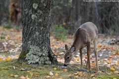 White-tailed Deer