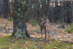 White-tailed Deer