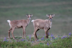 Caribou