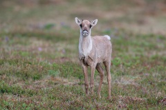 Caribou