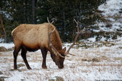 Elk