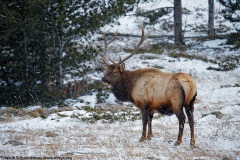 Elk