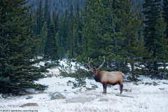 Elk