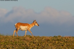 Pronghorn