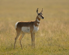 Pronghorns