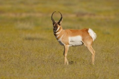 Pronghorn