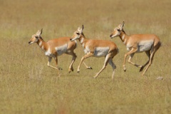 Pronghorn