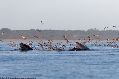 Humpback Whale