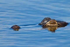 American Alligator