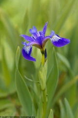 Blue Flag Iris