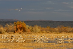 Sandhill Crane