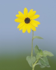 Common Sunflower