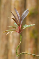 Ki (Cabbage Palm, Cordyline fruticosa)