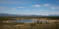 Boreal Forest