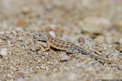 Elegant Earless Lizard