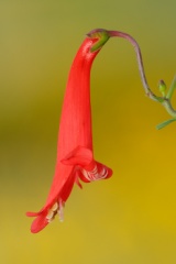 Firecracker Penstemon