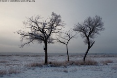 Three Trees