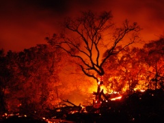 Forest Fire amidst Lava