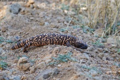 Gila Monster