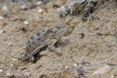 Greater Short-horned Lizard